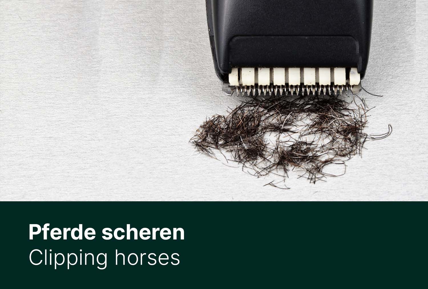 Pferde scheren - Die optimale Vorbereitung und Schur