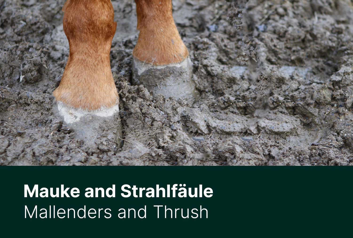 Mauke und Strahlfäule – Häufig ein Winterproblem