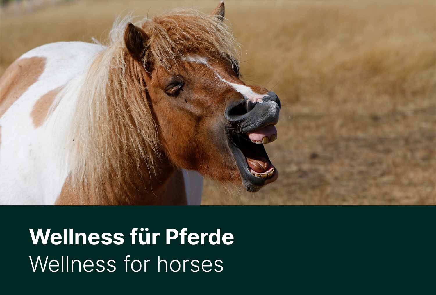 Wellness für Pferde