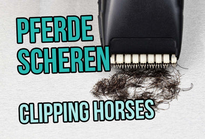 Clipping horses - The optimal preparation and Clipping