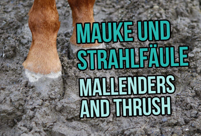 Mallenders and Thrush – Often a winter problem