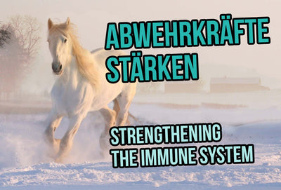 Strengthening the immune system - keeping, feeding and moving in winter