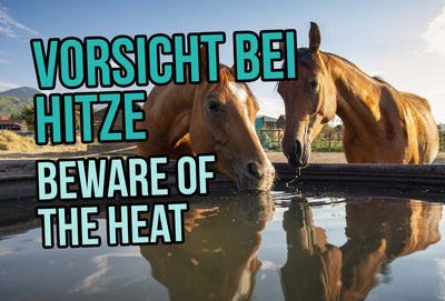 Horse Care during summer - Beware of the heat