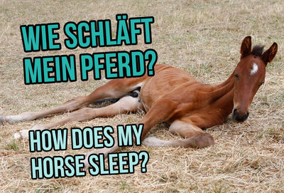 How does my Horse sleep?