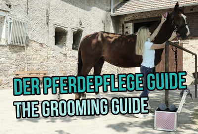 How to groom your horse correctly! - The Grooming Guide