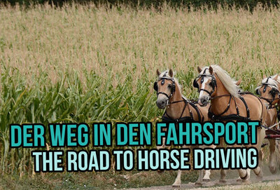 The Road to Horse Driving
